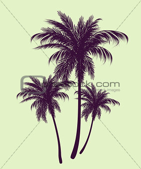 Palm trees in contours