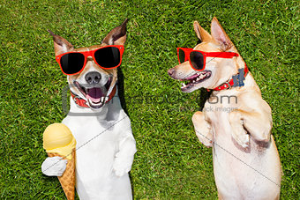 two funny dogs with ice cream 