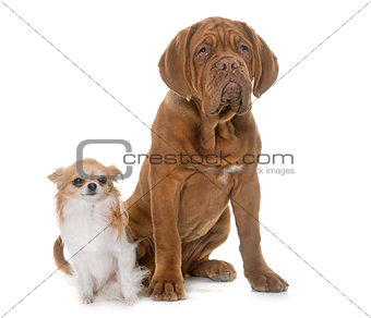 puppy Dogue de Bordeaux and chihuahua