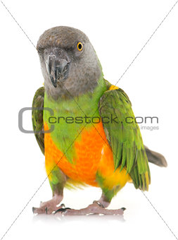 Senegal parrot in studio