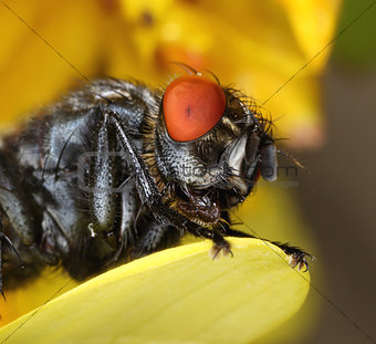 Housefly face close-up macro portrait