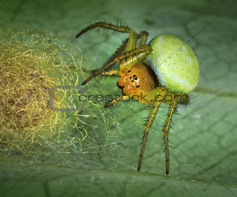 Spider Arachnita protecting its nest