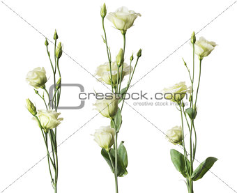 White Roses Flowers Set