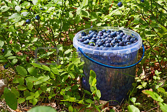 Bucket with blueberries