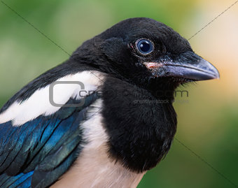 Close view of bird