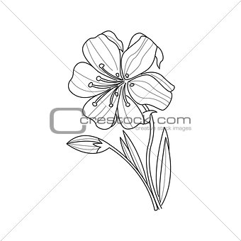 Marigold Flower Monochrome Drawing For Coloring Book