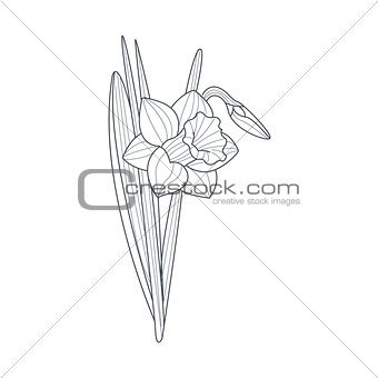 Narcissus Flower Monochrome Drawing For Coloring Book