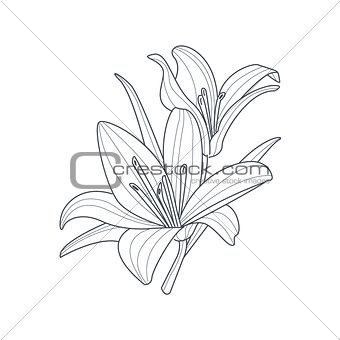 Two Lilies Flower Monochrome Drawing For Coloring Book