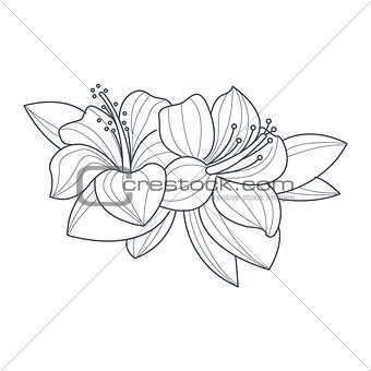 Hibiscus Flower Monochrome Drawing For Coloring Book