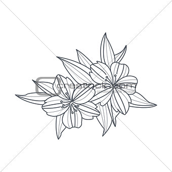 Wild Flower Monochrome Drawing For Coloring Book