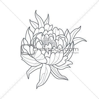Peony Flower Monochrome Drawing For Coloring Book