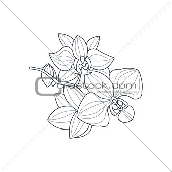 Orchid Flower Monochrome Drawing For Coloring Book