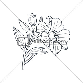 Calendula Flower Monochrome Drawing For Coloring Book