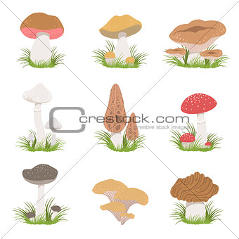 Different Mushrooms Realistic Drawings Set