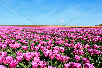 Purple tulip field in The Netherlands. in the background a windmill and beautiful blue sky.