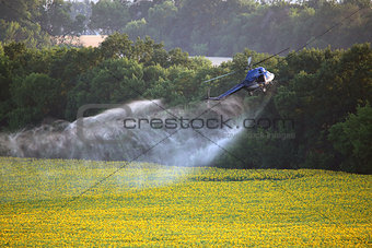 Agricultural works. Helicopter flying and spraying above sunflow