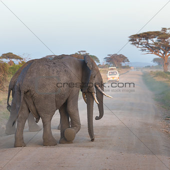 Family of elephants on dirt roadi in Amboseli