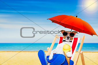 dog beach chair