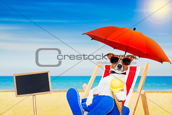 dog beach chair