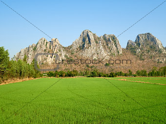 Paddy field at the country side on a clear day