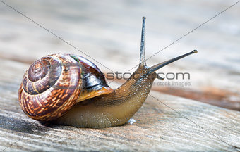 Small garden snail