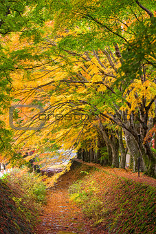 Maple Tunnel in Japan