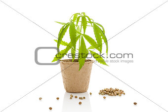 Cannabis plant and seeds.