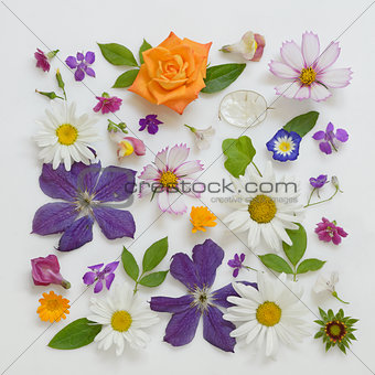 Selection of Various Flowers Isolated