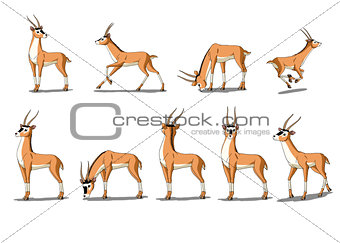 Antelope Gazelle  Image Isolated on White Background
