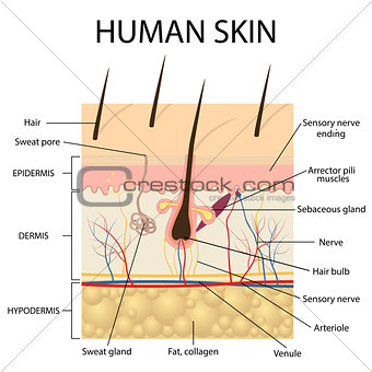 Illustration of human skin anatomy.