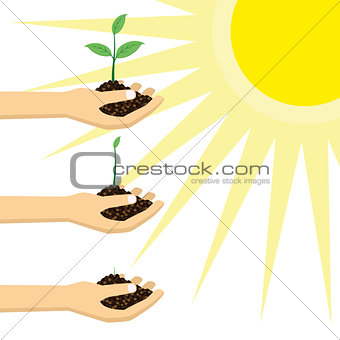 Person holding a young plant under the sun.