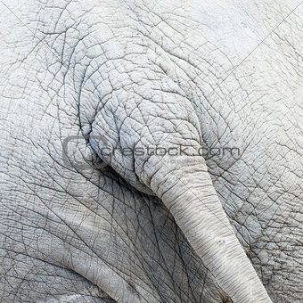 Skin and tail of African elephant