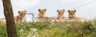 Four female lions