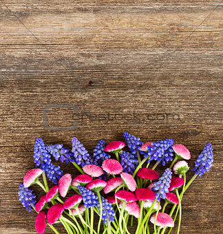 Muscari and Daisy Flowers