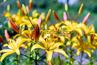 Flowering ornamental yellow lily in the garden closeup