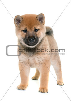 puppy shiba inu