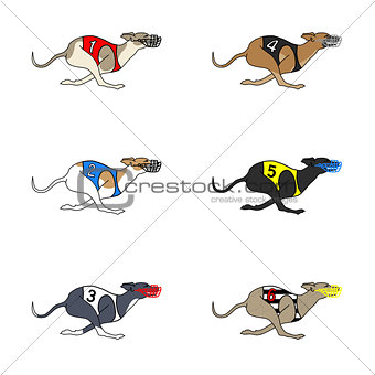 Set of running dog Whippet breed