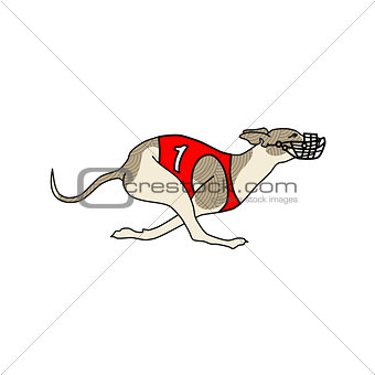 Running dog whippet breed, in dog racing dress
