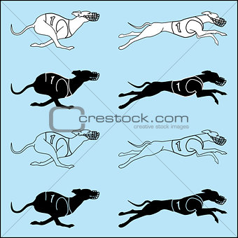 Set of silhouettes running dog whippet breed