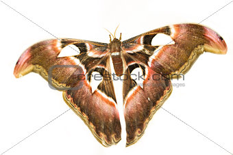 Attacus Atlas or Prince of Darkness. The biggest moth.