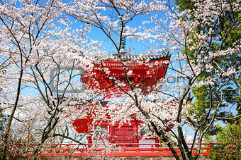 Kyoto Japan in Spring