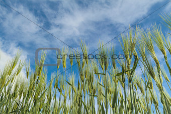 maturing wheat closeup