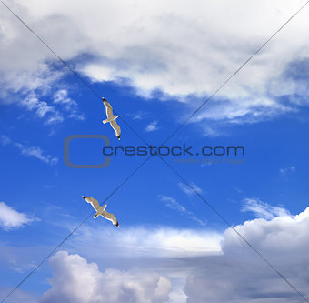 Two seagulls hover in sky