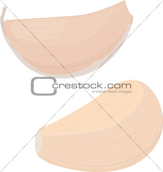garlic bulb on white background. vector illustration