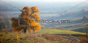 lonely big tree, yellow autumn leaf , fog