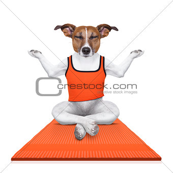 personal yoga trainer dog
