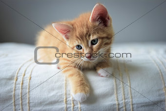 red kitten on a beige blanket