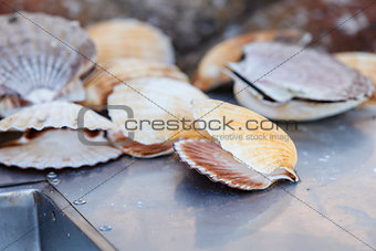 Many scallop shells lying near sink