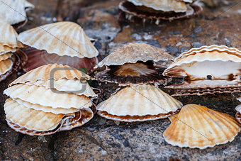 Many scallop shells lying on rocks