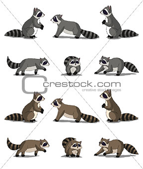 Raccoon Isolated on White Background